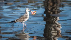 La récupération des déchets : une tâche qui nous incombe