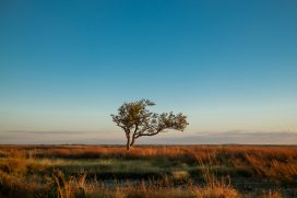 DISCOVERING THE DAUGHTERS OF WISDOM