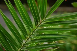 PALM SUNDAY  – YEAR A